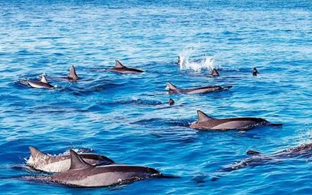 Speedboat Sharing Mauritius